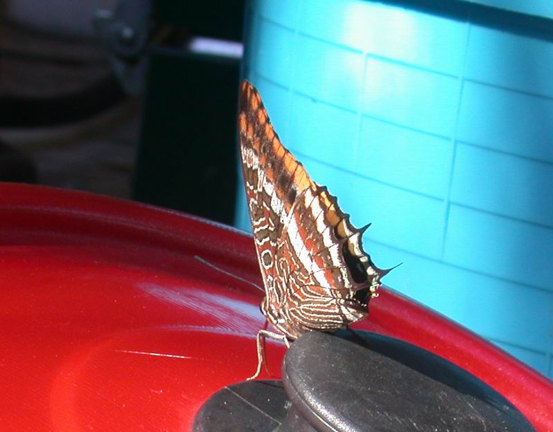 Charaxes jasus